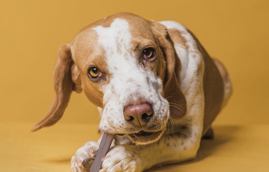 Comida saludable: Mascotas Felices