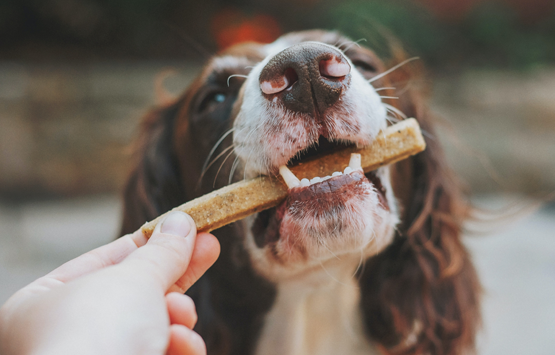 Snacks saludables para perros